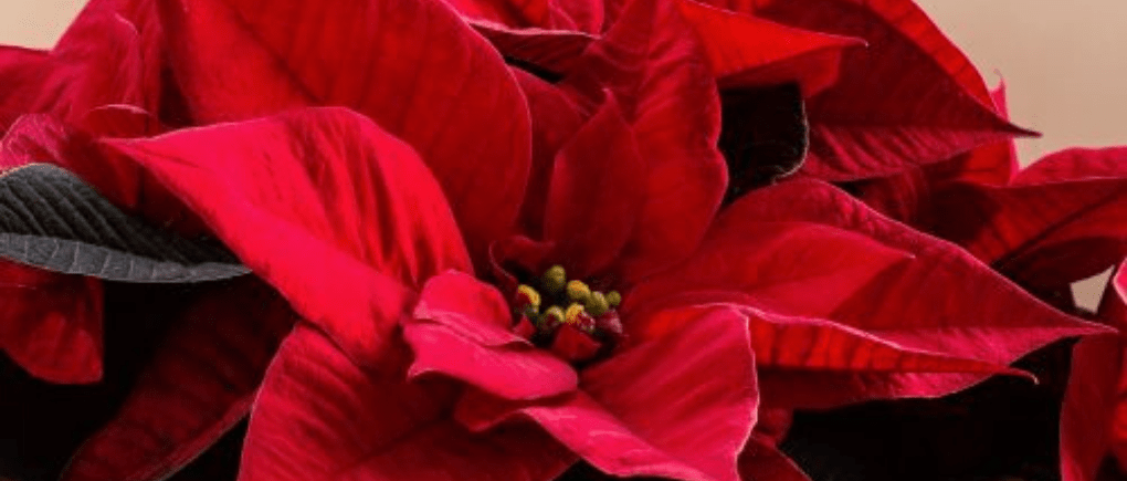Qué flores se compran en Guatemala para Navidad