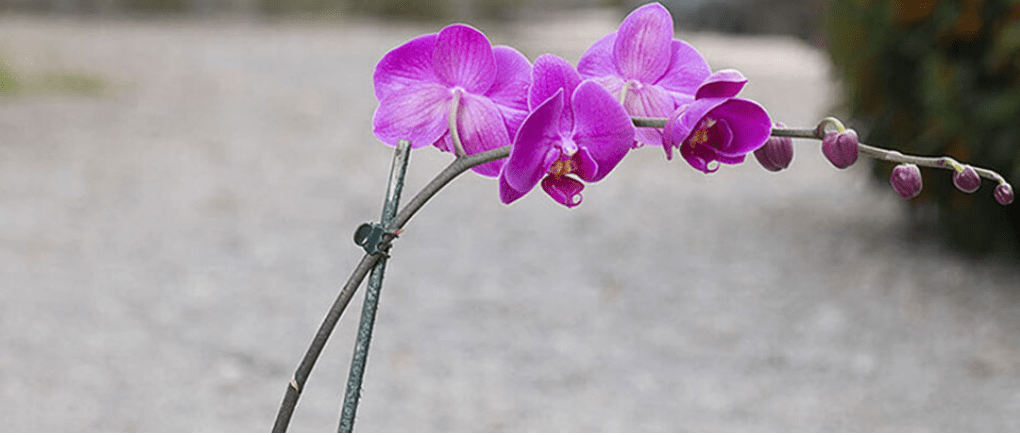 Tour de Orquídeas Cobán en familia
