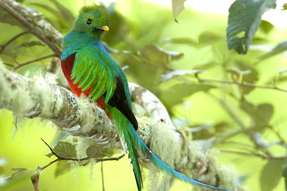 quetzal guatemala