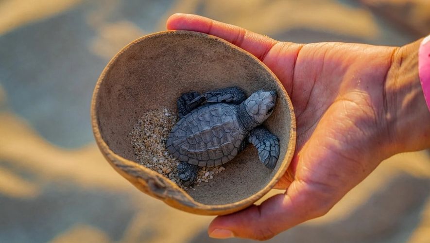 ¿Qué hacer en la playa Monterrico?