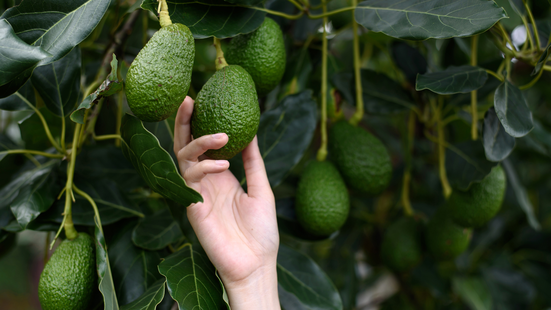 avocado