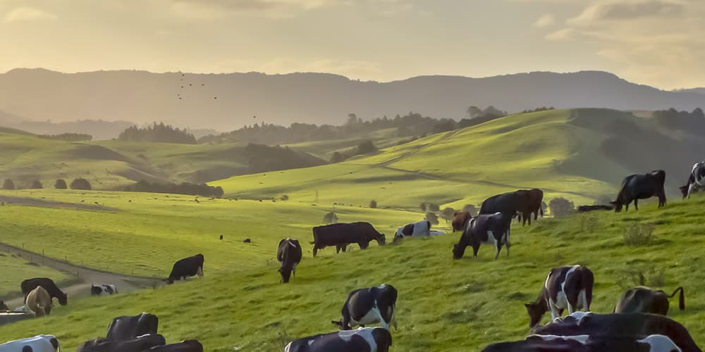 livestock