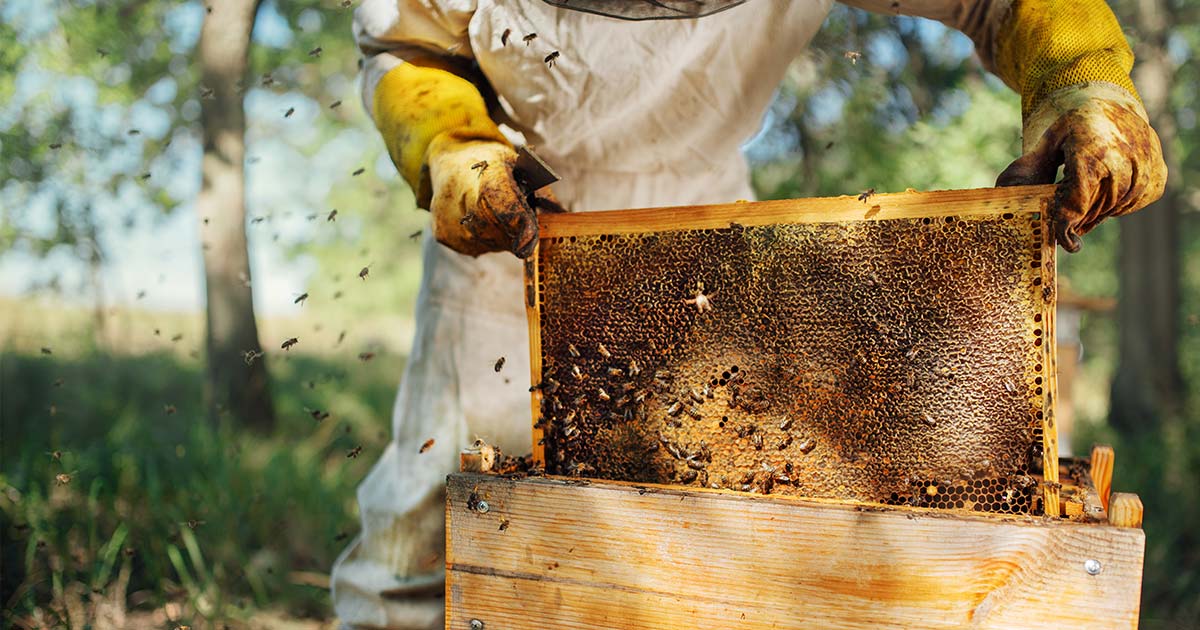 Beekeeping