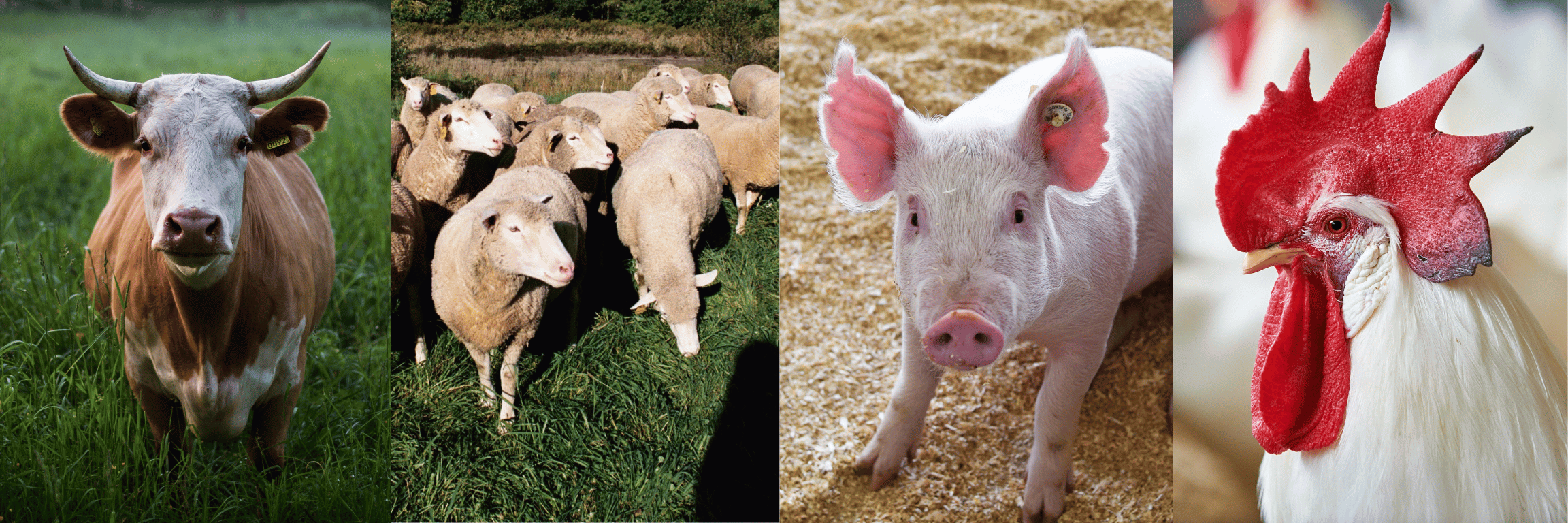 livestock 1