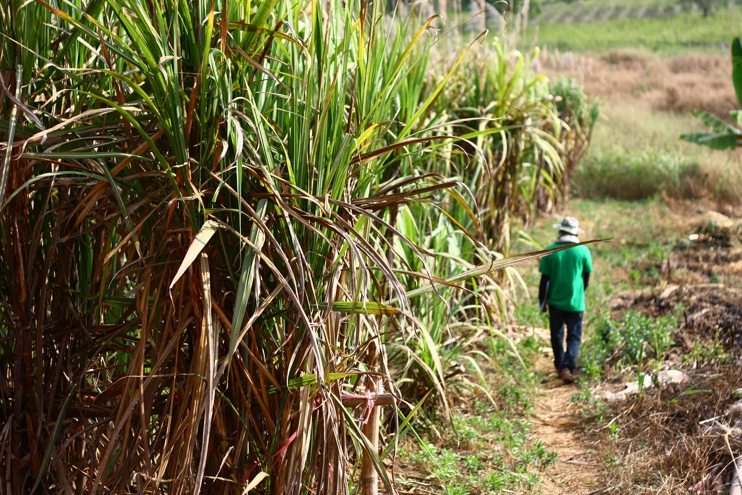 sugarcane