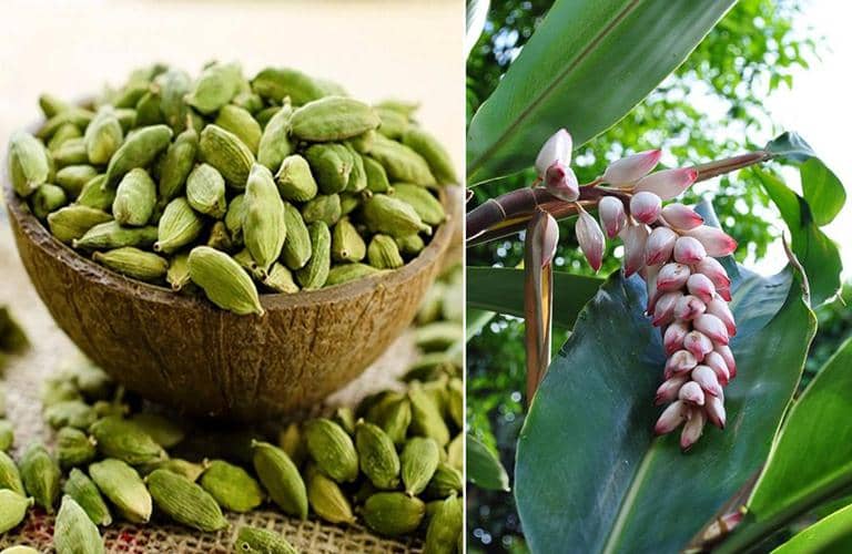 cardamomo planta