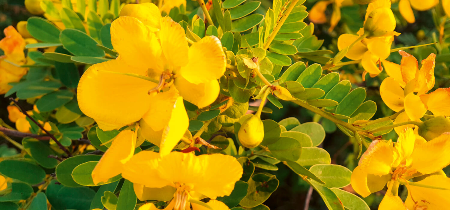 endemic plants
