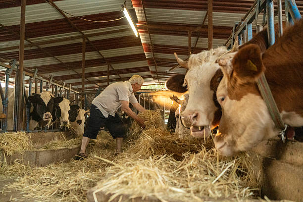 Middle-aged farmer feeding cows with hay inside the barn