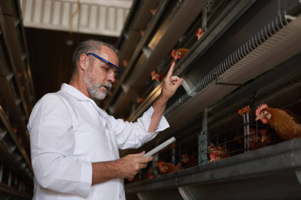 Poultry Industry