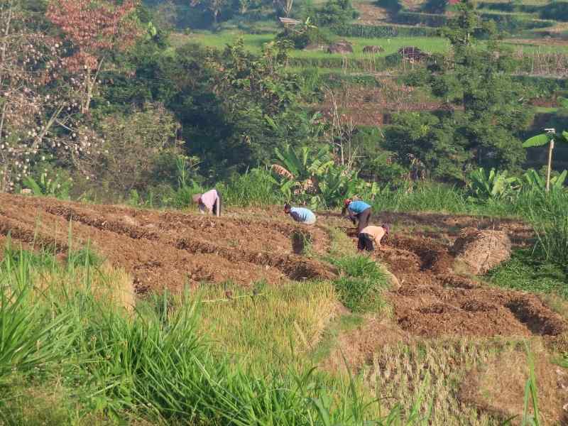Group of farmers bending over and working on cultivated farmland surrounded by greenery.