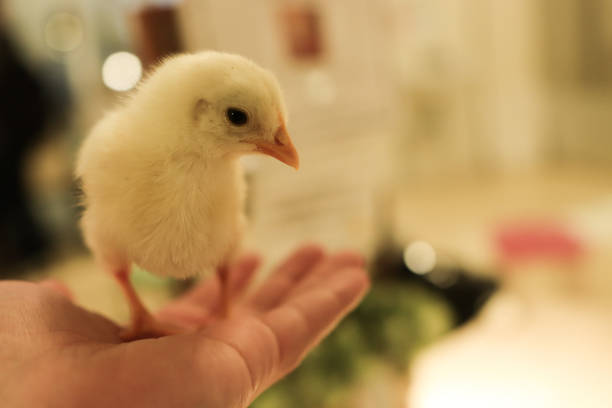 Young baby chick standing standing in somebodies hand