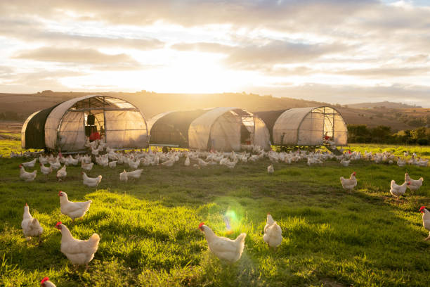 Sustainable Practices in Poultry Farming