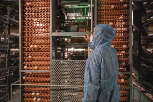 A female worker checks the laying status of laying hens at an automated farm