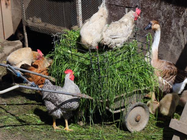 poultry farms in Guatemala