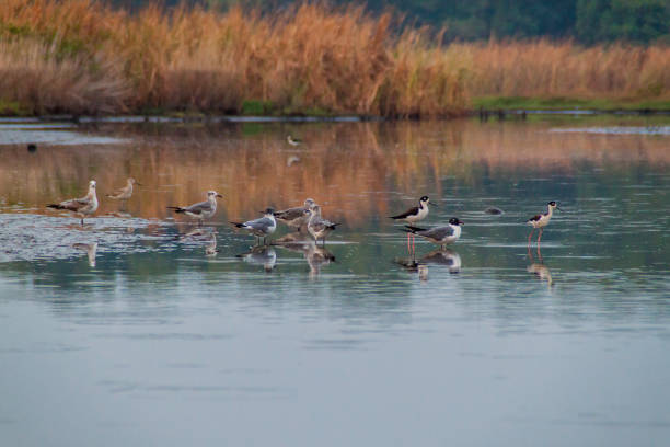 Monterrico Natural Reserve